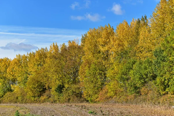 Mavi arka planda sarı sonbahar bitkileri ve ağaçlar 