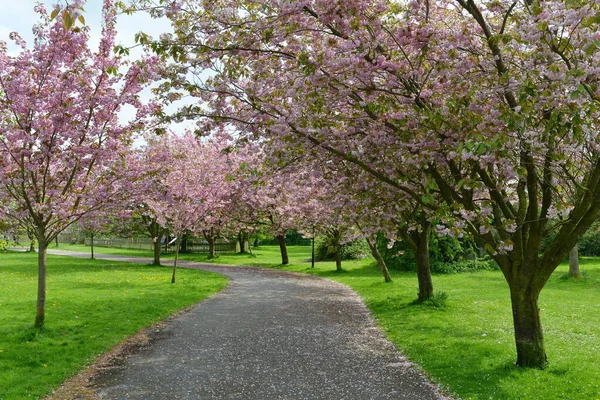 Winding Garden Path Lined Gyönyörű Cseresznyefák Virágzása Tavasszal — Stock Fotó