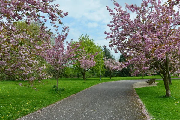 Baharda Çiçek Açan Güzel Kiraz Ağaçlarıyla Kaplı Sarmal Bahçe Yolu — Stok fotoğraf