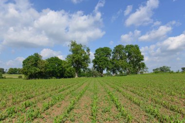 Arka planda yeşil yapraklı ağaçlar olan tarım arazilerinde yetişen bereketli ekinlerin manzarası