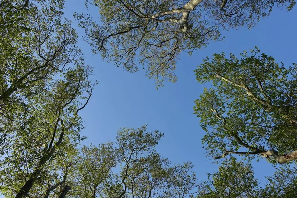 Trees Branches Blue Sky Background — Fotografia de Stock