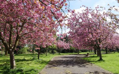 Kırsalda çiçek açan kiraz ağaçları