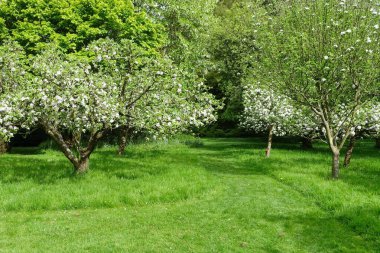 Yeşil, taze biçilmiş çimleri, renkli çiçekli yatakları ve yapraklı ağaçlarıyla güzel bir İngiliz Tarzı Peyzaj Bahçesi Manzarası