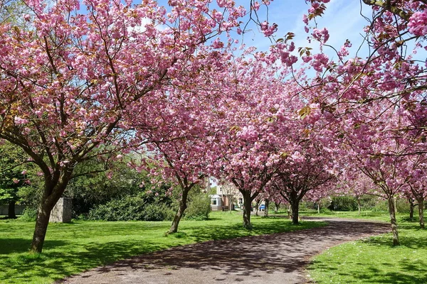 Cherry Trees Blossom Country Path — Stock Photo, Image