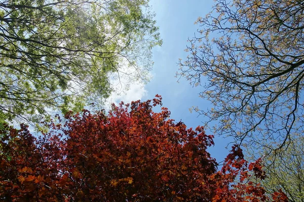 Trees Branches Cloudy Sky Background — Fotografia de Stock