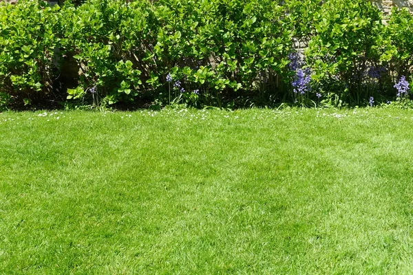 아름다운 스타일의 정원의 자유롭게 잔디밭 과푸른 — 스톡 사진