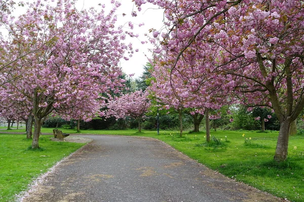 Malerischen Frühling Blick Auf Einen Gewundenen Gartenweg Gesäumt Von Schönen — Stockfoto