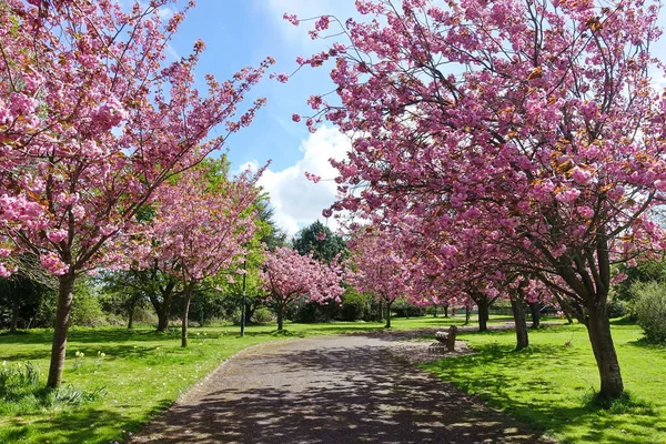 Vista Panorâmica Primavera Caminho Sinuoso Jardim Alinhado Por Belas Árvores — Fotografia de Stock