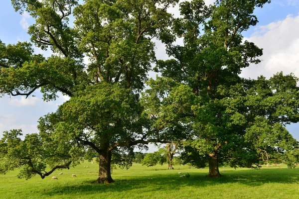 Vista Panorâmica Paisagem Verão Lavouras Exuberantes Crescendo Terras Agrícolas Com — Fotografia de Stock