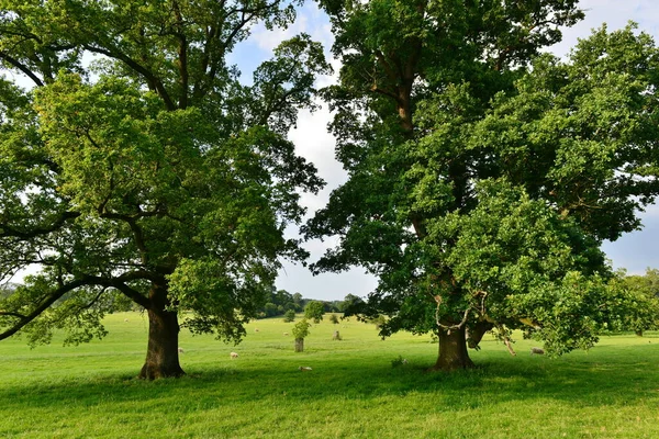 緑の葉が茂る農地で育つ緑豊かな作物の景観夏の景観 — ストック写真