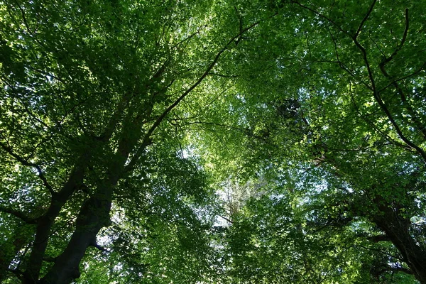 Vista Panorâmica Uma Trilha Terra Caminho Através Uma Floresta Frondosa — Fotografia de Stock