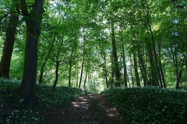 Scenic View Dirt Track Trail Path Lush Green Leafy Forest — Stock Photo, Image