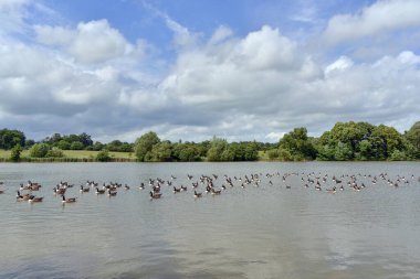 yaban kazları bir göl kenarında