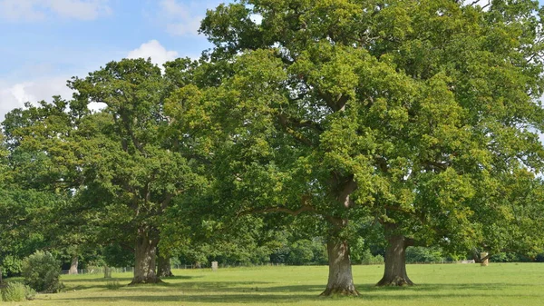 Scenic view of a trees in a green field