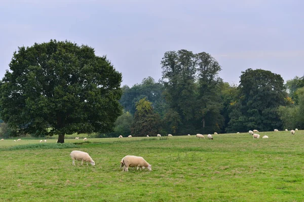 Widok Owiec Jagniąt Zielonym Polu — Zdjęcie stockowe