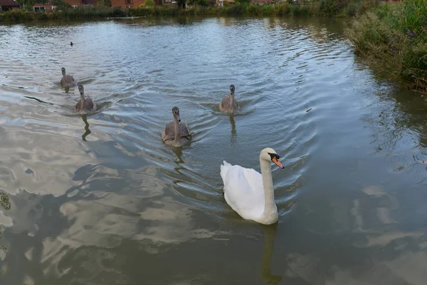 Labutí Rodina Cygnets Cygnus Olor Řece — Stock fotografie