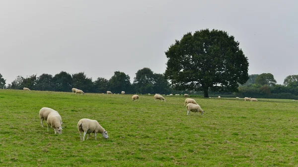 Vista Ovelhas Cordeiros Campo Verde — Fotografia de Stock