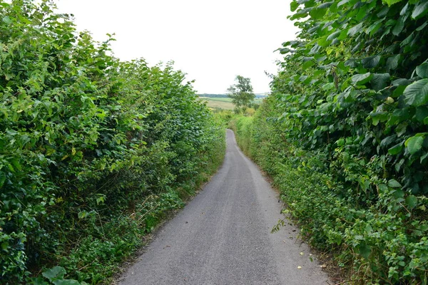 Kırsal yol yapraklı bitkilerle kaplı.