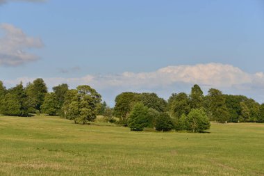 Ağaçlı ve bulutlu gökyüzü