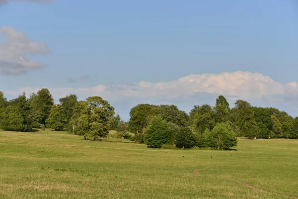 Field Trees Cloudy Sky — Stock Photo, Image