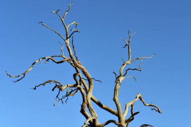 Mavi Gökyüzüne karşı Yapraksız Ağaç Dalları