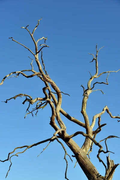 Árvore Sem Folhas Ramifica Contra Céu Azul — Fotografia de Stock
