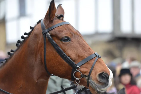 Cavallo Castagno Sfondo Sfocato — Foto Stock