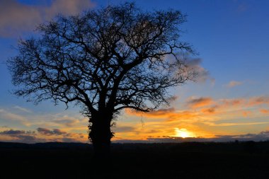 Gün batımında güzel renkli bir gökyüzüne karşı siluetli bir meşe ağacının manzarası.
