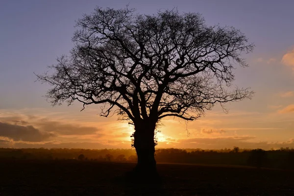 Vista Panorâmica Carvalho Silhueta Contra Belo Céu Colorido Pôr Sol — Fotografia de Stock