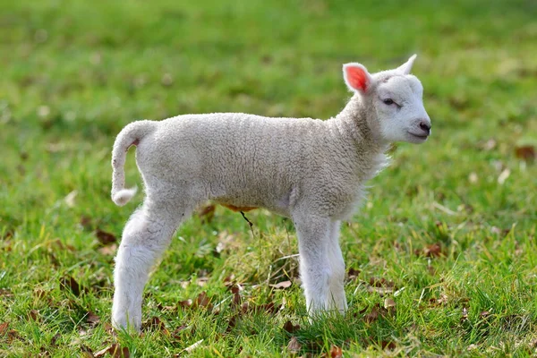 緑の野の春の子羊 — ストック写真