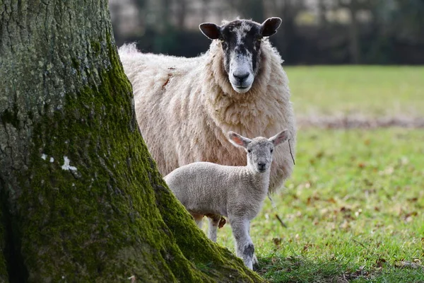 Tackor Och Lamm Tittar Från — Stockfoto