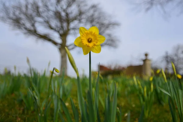 Sola Narciso Amarillo Jardín Primavera — Foto de Stock