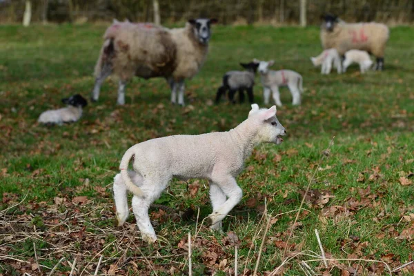 Lambs Green Field Daytime — Stock Photo, Image
