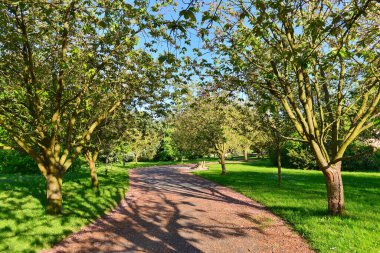 Park alanından geçen ve ağaçlarla kaplı dolambaçlı bir kır yolunun manzarası