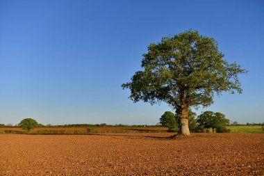 Manzaralı manzara. Tarlada sürülmüş bir meşe ağacı ve yukarıda mavi bir gökyüzü. 