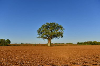 Manzaralı manzara. Tarlada sürülmüş bir meşe ağacı ve yukarıda mavi bir gökyüzü. 
