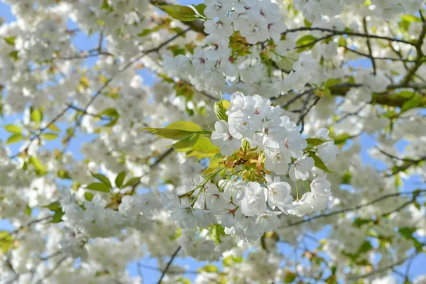 Piękny Biały Kwiat Wiśni Przeciwko Jasnemu Niebieskiemu Niebu — Zdjęcie stockowe