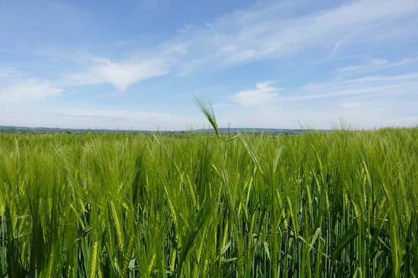 Szenische Landschaft Blick Auf Pflanzen Einem Grünen Feld — Stockfoto