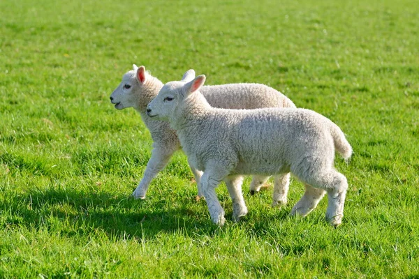 Lamm Ett Grönt Fält Dagen — Stockfoto