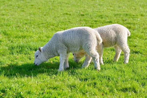 白天在绿地里的小羊 — 图库照片