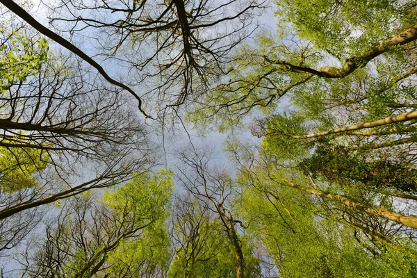 Olhando Para Cima Uma Bela Floresta Árvore Dossel — Fotografia de Stock