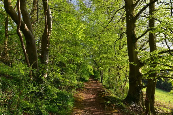 Scenic View Winding Country Road — Stock Photo, Image