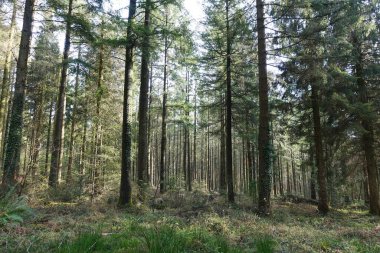 Ormanda bir patikanın manzarası.