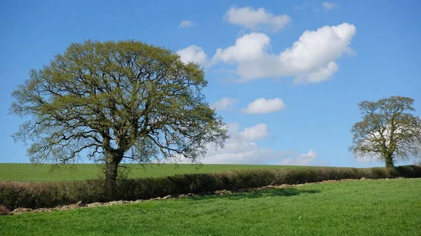 Landschappelijk Uitzicht Groene Velden Bomen Met Daarboven Een Blauwe Lucht — Stockfoto
