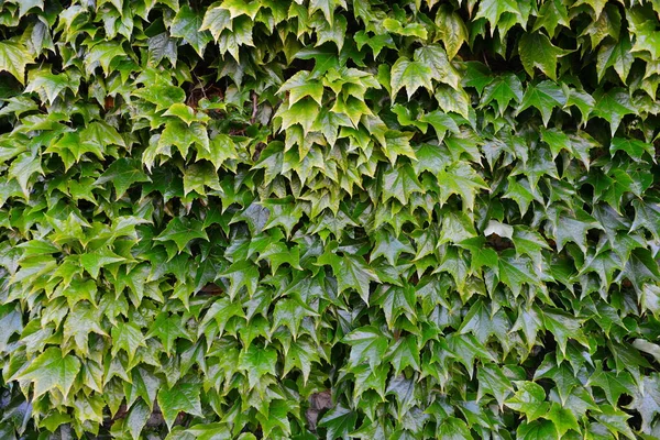 Groene Klimop Bladeren Textuur Achtergrond — Stockfoto