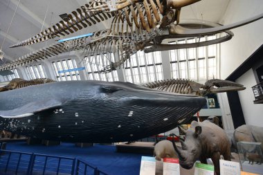 Sergiler 16 Haziran 2015 tarihinde Londra, İngiltere 'de Doğal Tarih Müzesi' nde görülür. Dünyaca ünlü müze 1881 yılında kuruldu ve şimdi dünyanın dört bir yanından 80 milyon parçaya ev sahipliği yapıyor..