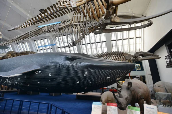 Sergiler 16 Haziran 2015 tarihinde Londra, İngiltere 'de Doğal Tarih Müzesi' nde görülür. Dünyaca ünlü müze 1881 yılında kuruldu ve şimdi dünyanın dört bir yanından 80 milyon parçaya ev sahipliği yapıyor..