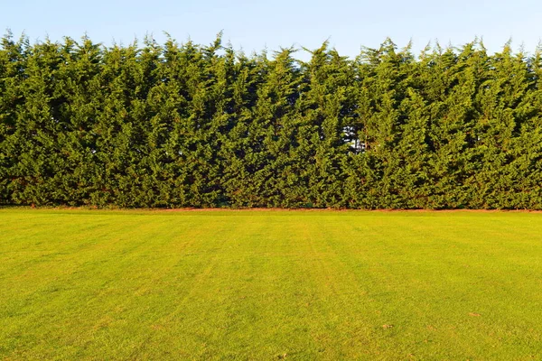Gröna Träd Mot Blå Himmel Bakgrund — Stockfoto