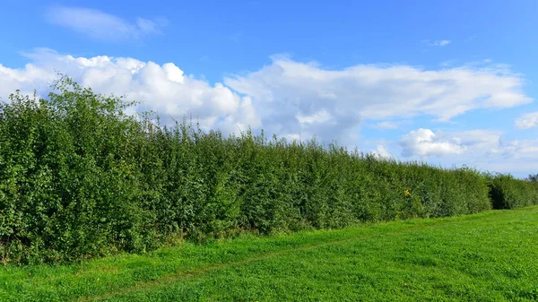 Mavi Gökyüzü Arkaplanına Karşı Yeşil Ağaçlar — Stok fotoğraf