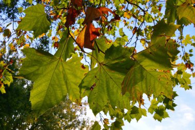 Sonbaharda ağaçtaki akçaağaç yapraklarının yakın görüntüsü